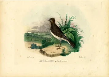 Alondra, 1863-79